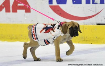 Who Let the Dogs Out?